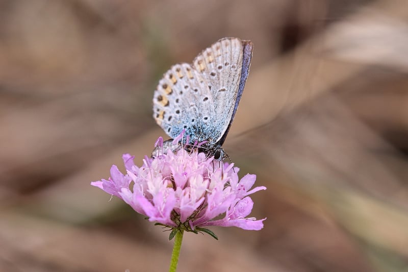 Butterfly Effect